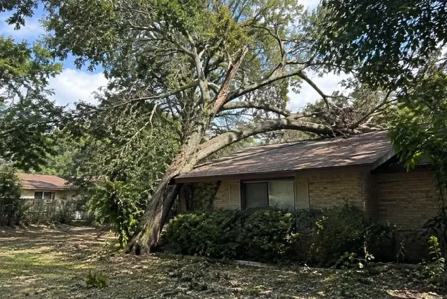 Tree Removal Before