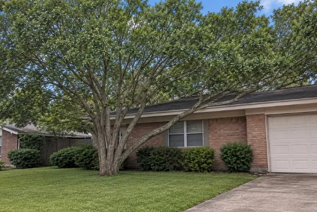 Tree Trimming & Pruning After